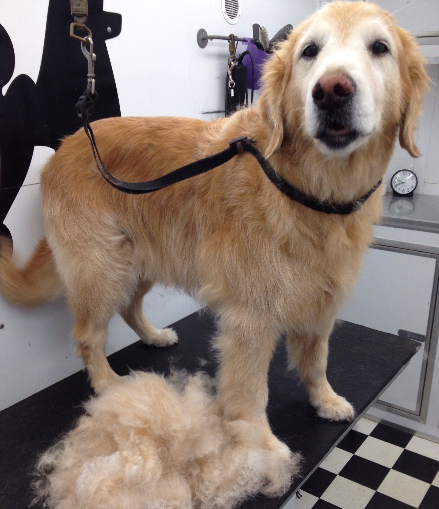 Dog being groomed