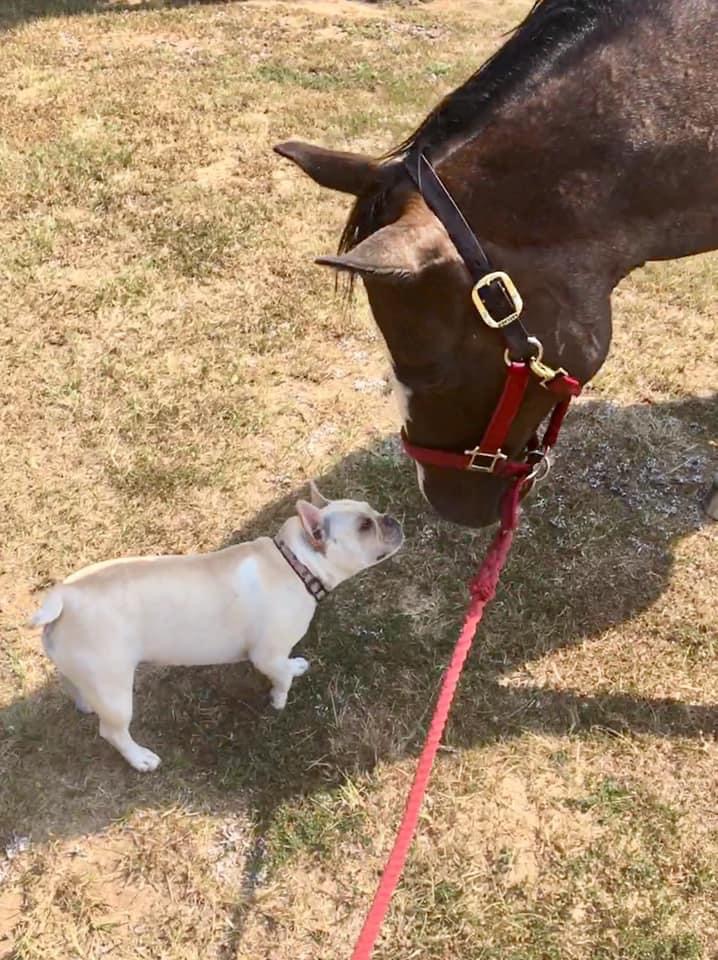 Dog being groomed